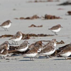 Sanderling DM1098