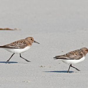 Sanderling DM1099