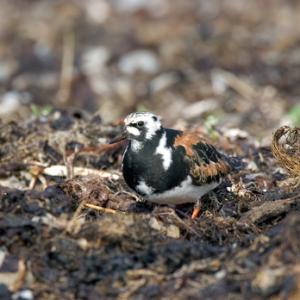Turnstone in Summer pSumage DM1105