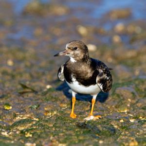 Turnstone in Winter Plumage DM1104