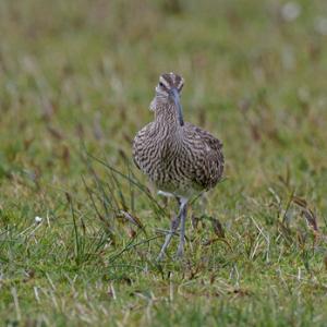 Whimbrel  DM1693