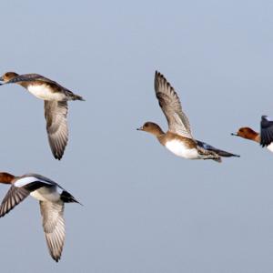 Widgeon in Flight DM1742