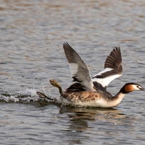   Great Crested Greb  DM1701