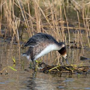   Great Crested Greb DM1700