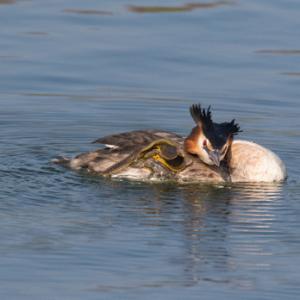   Great Crested Grebe DM1702