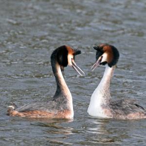   Great Crested Grebs  DM1707