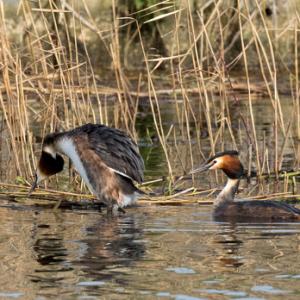   Great Crested Grebs DM1703