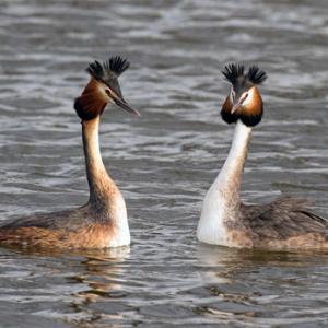  Great Crested Grebs DM1704