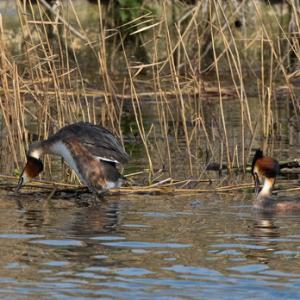   Great Crested Grebs DM1705
