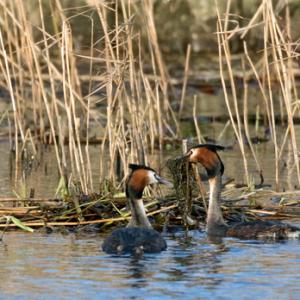   Great Crested Grebs DM1706