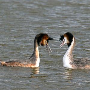   Great Crested Grebs DM1708