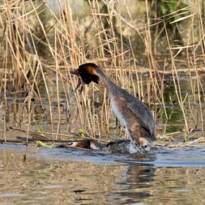   Great Crested Grebs DM1709