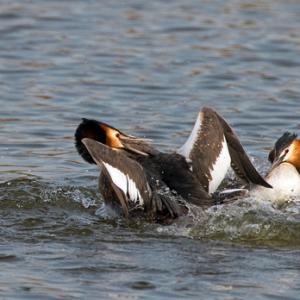   Great Crested Grebs Fighting DM1711