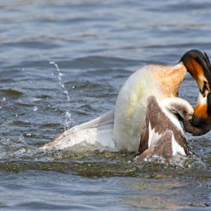   Great Crested Grebs Fighting DM1712