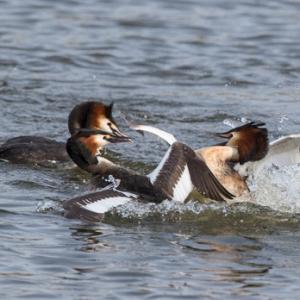   Great Crested Grebs Fighting DM1713
