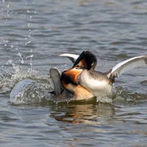   Great Crested Grebs Fighting DM1714