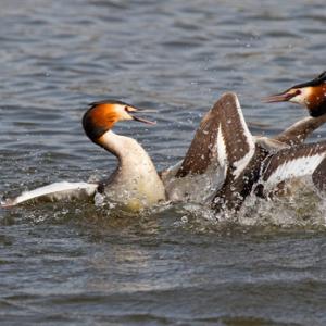   Great Crested Grebs Fighting DM1715