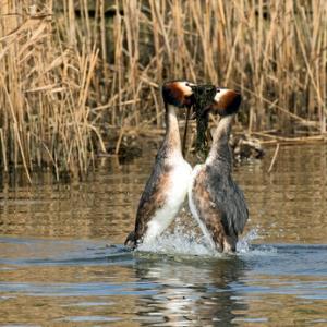   Great Crested Grebs Weed Dance  DM1716