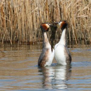   Great Crested Grebs Weed Dance DM1717