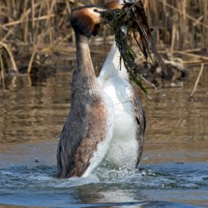   Great Crested Grebs Weed Dance DM1718