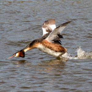  Great Crested Grebe DM1734