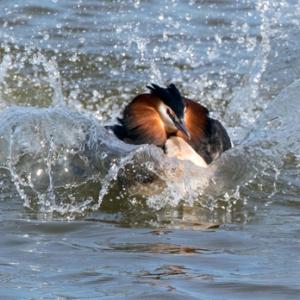  Great Crested Grebe DM1735