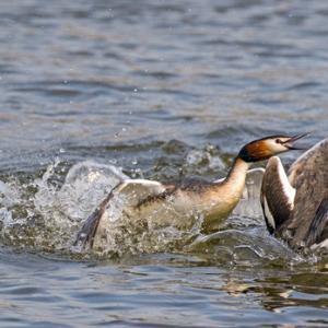  Great Crested Grebs Fighting  DM17119