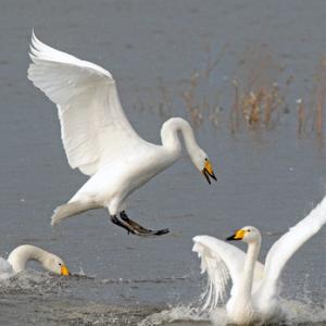 Aggresive Whooper Swans DM1720