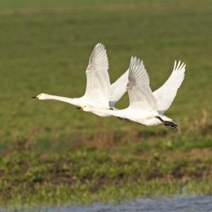 Bewick Swans in Flight DM0966
