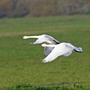 Bewick Swans in Flight DM0967