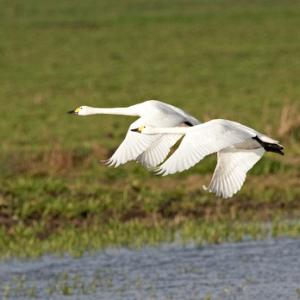 Bewick Swans in Flight DM965
