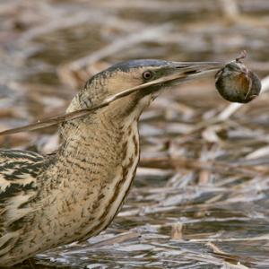 Bittern 5 DM0392