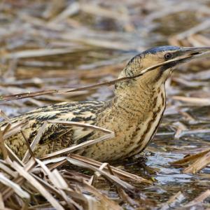 Bittern DM0928