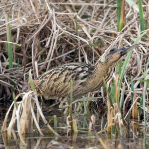 Bittern DM0931