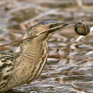 Bittern DM0932