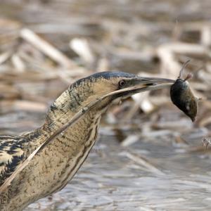 Bittern DM0933