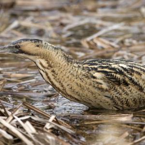 Bittern DM0934