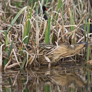 Bittern DM0935