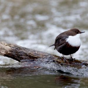 Black Bellied Dipper DM1721