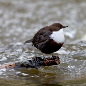 Black Bellied Dipper DM1736
