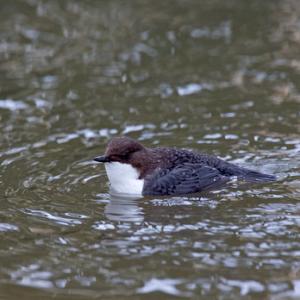Black Bellied Dipper DM1737