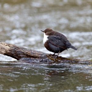 Black Bellied Dipper DM1738
