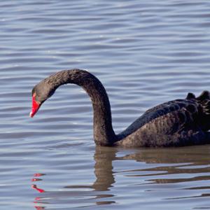 Black Swan 1 DMO390