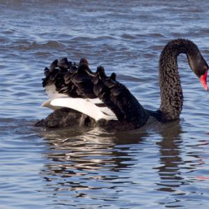 Black Swan 2 DM0391