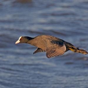 Coot in Flight DM0937