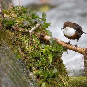 Dipper 5 DM0393