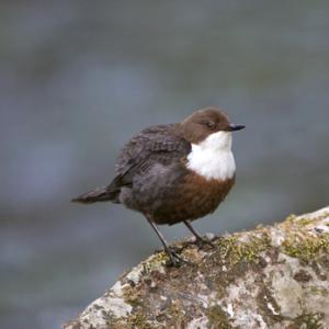 Dipper DM0938