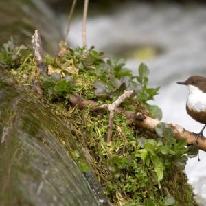 Dipper DM0941