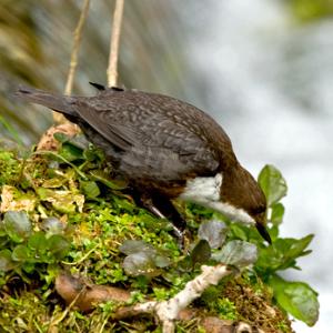 Dipper DM0942