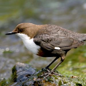Dipper DM0943